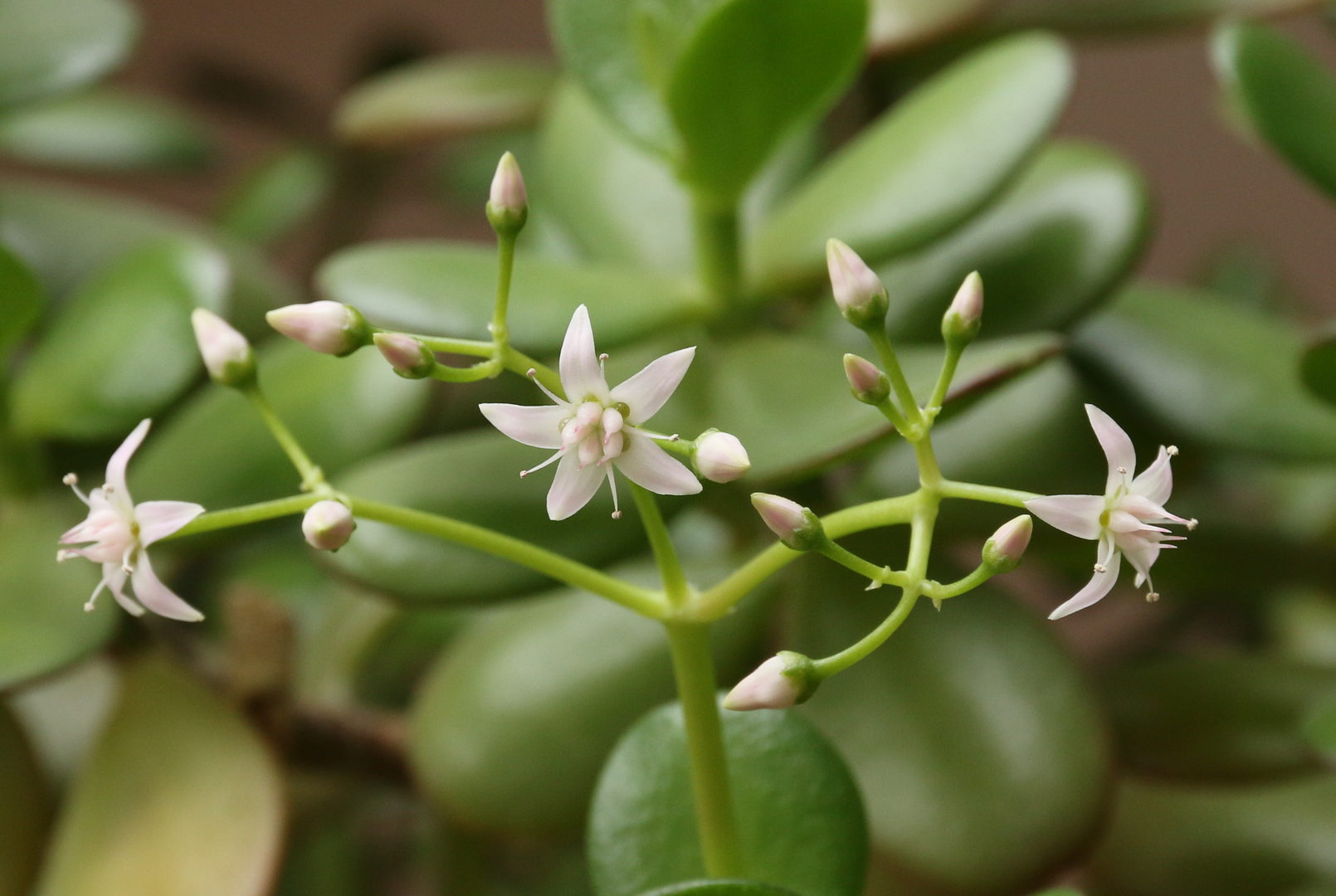 Mehr über den Artikel erfahren Blühender Crassula portulacea minor